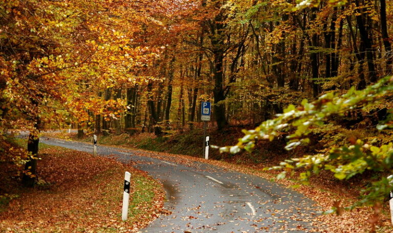 Der unbekannte Fick im Wald